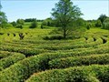Image for Hedge maze - Dolní Pena, Czech Republic
