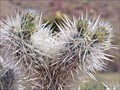 Image for Cholla Cactus Garden - Joshua Tree National Park