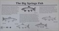 Image for The Big Springs Fish - Idaho