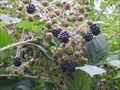 Image for Marsh Lane Blackberries - Hemingford Grey, Cambridgeshire, UK
