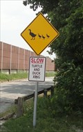 Image for Duck & Turtle Crossing - Hammond, Indiana