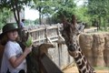 Image for Feed the Giraffes -- Dallas Zoo -- Dallas TX