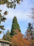 Image for Sequoiadendron giganteum at 13034 Summerhill Crescent - Surrey, BC