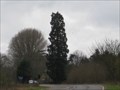 Image for Sequoiadendron giganteum - Syresham, Northamptonshire, UK