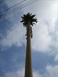Image for Sierra Highway Palm Tree - Canyon Country, CA