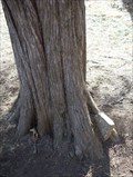 Image for Headstone eating tree - Yocum Cemetery - Shawnee County, Ks