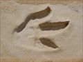 Image for Witte Museum Dinosaur Tracks - San Antonio, TX USA
