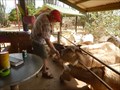Image for Feed the Donkeys, Donkey Sanctuary, Aruba
