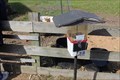 Image for Feed the Goats - Salisbury Farm - Johnston, RI