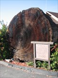 Image for Giant Sequoia Cutting - Oakhurst CA