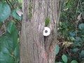 Image for Insulator eating tree - State College, PA