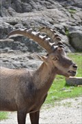 Image for Nourrir les bouquetins (alpine ibex) - Omega -Montebello, Qc