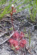 Image for Drosera capillaris - Navarre, Florida