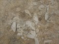 Image for Fossils at the Azure Window - Gozo