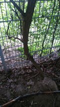 Image for Tree eats fence - Bonn - NRW - Germany