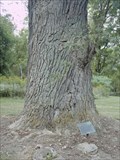 Image for Boyd & Parker Memorial Tree, Cuylerville, New York