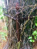 Image for Tree Eating Wrought-Iron Fence - Saint Jo, TX