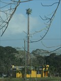 Image for Palm Tree at national fairgrounds -  Belmopan, Belize