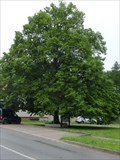 Image for Tree of the republic - Opatovice nad Labem, Czech Republic