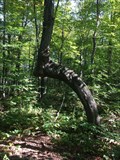 Image for Heber Down Conservation Area Native Trail Tree, Whitby, Ontario, Canada