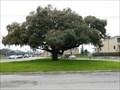 Image for Menefee Tree - San Antonio, TX