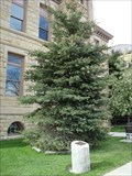 Image for Gift of Life Tree - Coalville, Utah