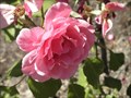 Image for Colleen Cox's rose bush - Portland, OR