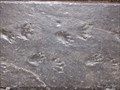 Image for Stegocephalian Footprints - State College, Pennsylvania, USA