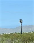 Image for Palm tree1 - San Juan de los Cabos, Baja California, México