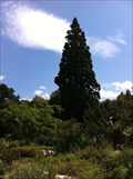 Image for Sequoiadendron Giganteum in the Botanical Garden - Basel, Switzerland