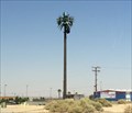 Image for Palm Tree - Barstow, CA