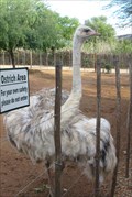 Image for The Garden Route - Safari Ostrich Show Farm - Oudtshoorn, South Africa
