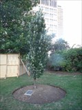 Image for AIDS Memorial Tree - Toronto, ON