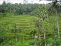Image for Cultural Landscape of Bali Province: the Subak System as a Manifestation of the Tri Hita Karana Philosophy - Bali, Indonesia