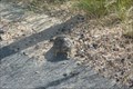 Image for Leopard Turtle Crossing - Kruger Park