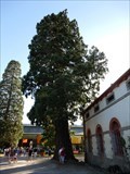 Image for le sequoia geant du Haras National - Lamballe, France