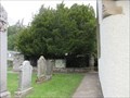 Image for Fortingall Yew - Perth & Kinross, Scotland