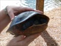 Image for Turtle Crossing - Lake Eola - Orlando, Florida, USA.