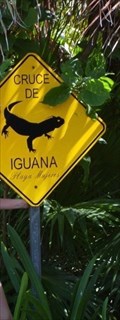 Image for Cruce De Iguana