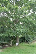 Image for Oak Tree -- near Magna Carta  Memorial, Old Windsor, Surrey, UK