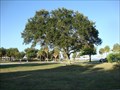 Image for Centennial Oak Tree - St. Petersburg, FL