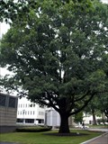 Image for George Washington Bicentennial Tree - Trenton, NJ