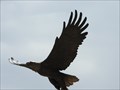 Image for Eagle - Brighton, CO, USA