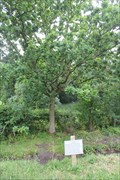 Image for Bicentenary of the US Constitution Tree -- near Magna Carta  Memorial, Old Windsor, Surrey, UK