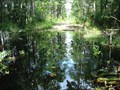 Image for Cary State Forest Bridgeless Water Crossing - Bryceville, FL