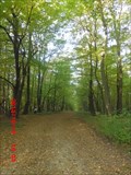 Image for Forest on Dilj mountain - Slavonia Region, Croatia