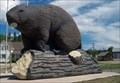 Image for LARGEST - Beaver in the world
