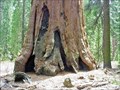 Image for Sequoia National Park