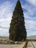 Image for The Roosevelt Tree - Big Pine, CA