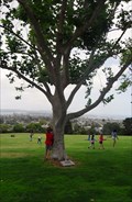 Image for Anna Kerlick Tree  -  San Diego, CA